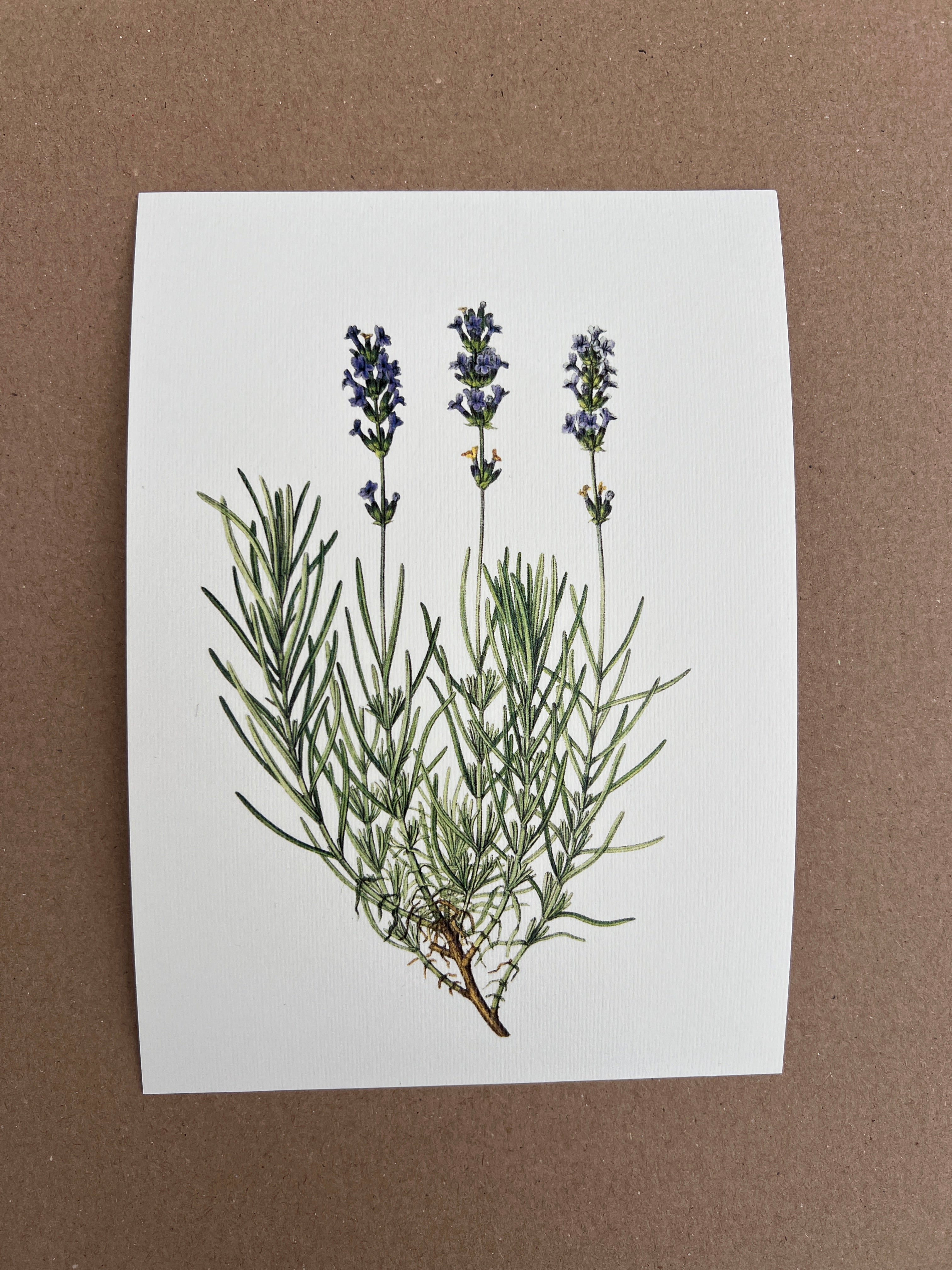 Vintage Botanical Small Prints